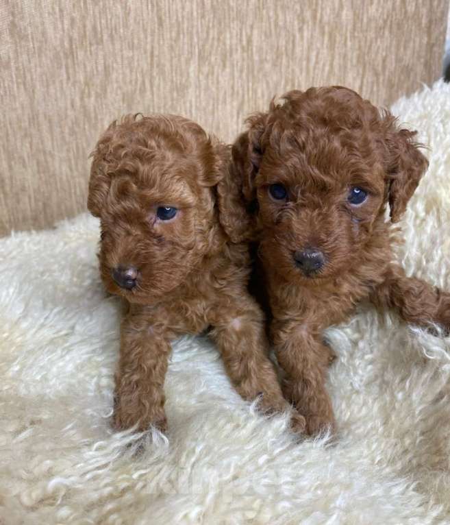 Собаки в Москве: Пудель той Девочка, 90 000 руб. - фото 4