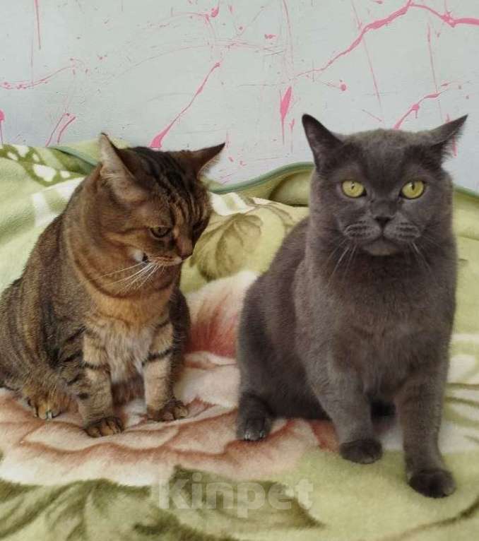 Кошки в Мытищах: Отдам в хорошие руки Котиков Мальчик, Бесплатно - фото 1