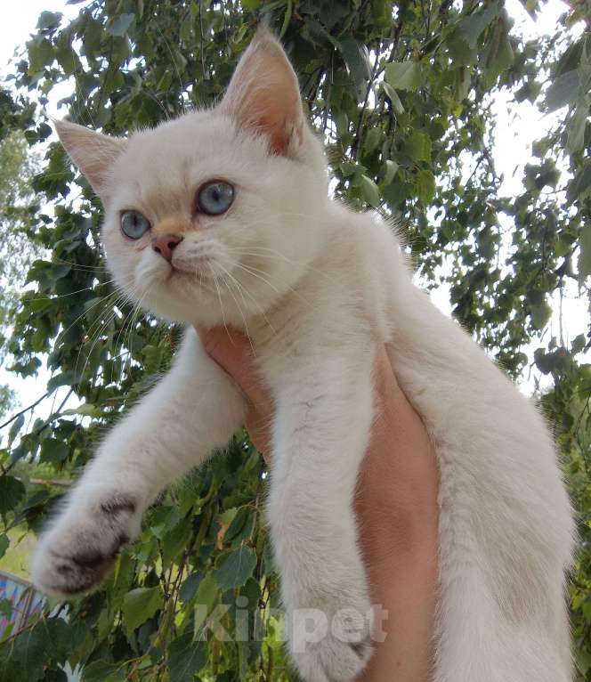 Кошки в Арзамасе: Шотландская девочка шиншилла колор поинт  Девочка, 15 000 руб. - фото 3