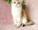 Кошки в Ижевске: Котенок золотая шиншилла Девочка, 25 000 руб. - фото 5