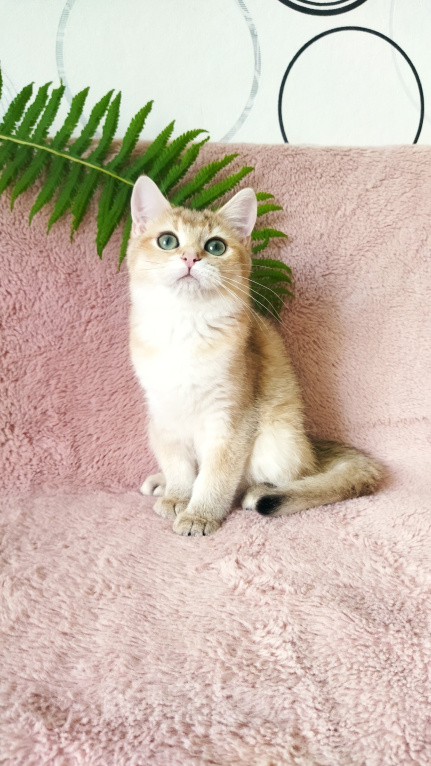 Кошки в Ижевске: Котенок золотая шиншилла Девочка, 25 000 руб. - фото 5