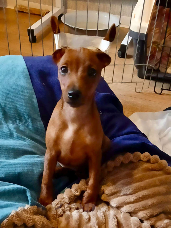 Собаки в Москве: Щенкок цвергпинчера Девочка, 50 000 руб. - фото 5