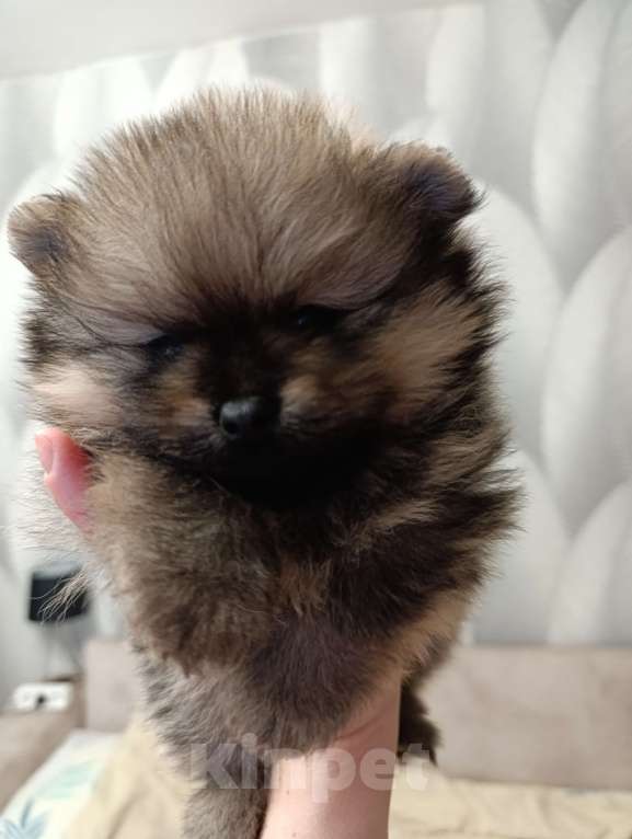 Собаки в Томске: Мальчик малыш медвежонок  Мальчик, 35 000 руб. - фото 4