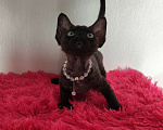 Кошки в Горячем Ключе: Котенок Девон Рекс девочка черная Девочка, 60 000 руб. - фото 7