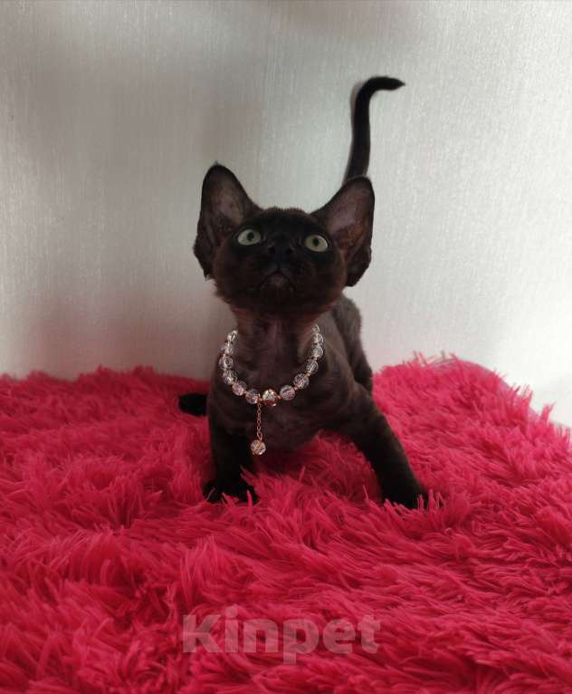 Кошки в Горячем Ключе: Котенок Девон Рекс девочка черная Девочка, 60 000 руб. - фото 7