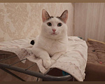 Кошки в Москве: Кошечка в добрые руки Девочка, Бесплатно - фото 4