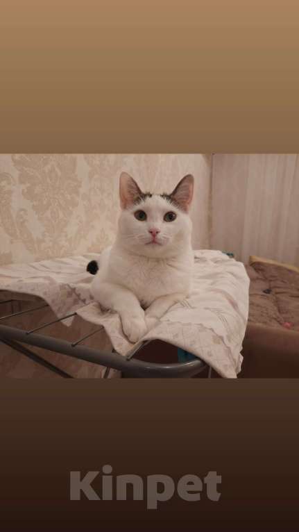Кошки в Москве: Кошечка в добрые руки Девочка, Бесплатно - фото 4