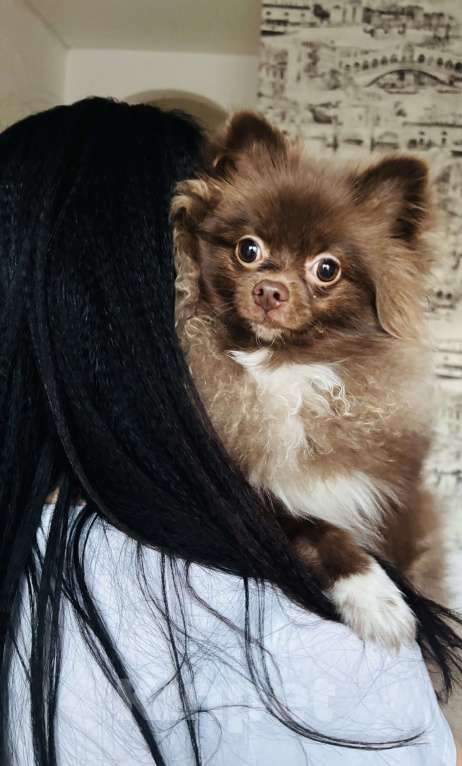 Собаки в Дзержинске: Померанский шпиц девочка Девочка, 30 000 руб. - фото 4