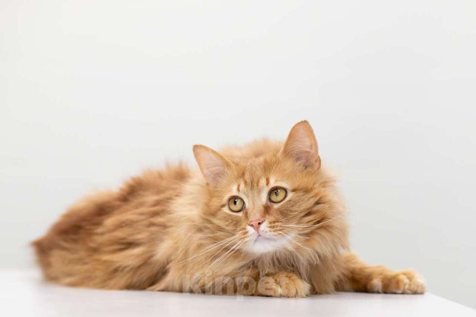 Кошки в Москве: Крыжовник Мальчик, Бесплатно - фото 5