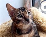 Кошки в Москве: Бенгальский мальчик Мальчик, 25 000 руб. - фото 3