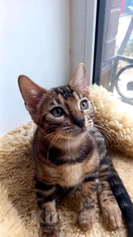 Кошки в Москве: Бенгальский мальчик Мальчик, 25 000 руб. - фото 3