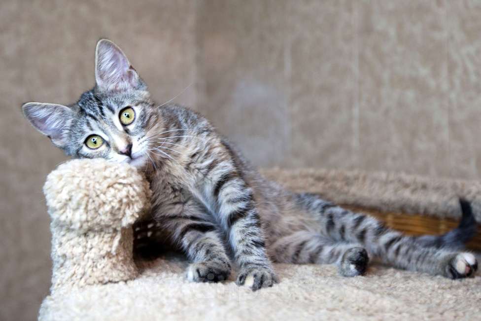 Кошки в Москве: Сэра едет на выставку-пристройство WOOF в Москву  Девочка, Бесплатно - фото 3