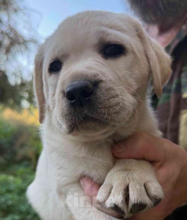 Собаки в Солнечногорске: Лабрадор щенки мальчики палевые РКФ Мальчик, 80 000 руб. - фото 6