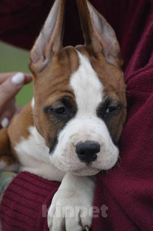 Собаки в Краснодаре: Щенок амстаффа РКФ Мальчик, 60 000 руб. - фото 7