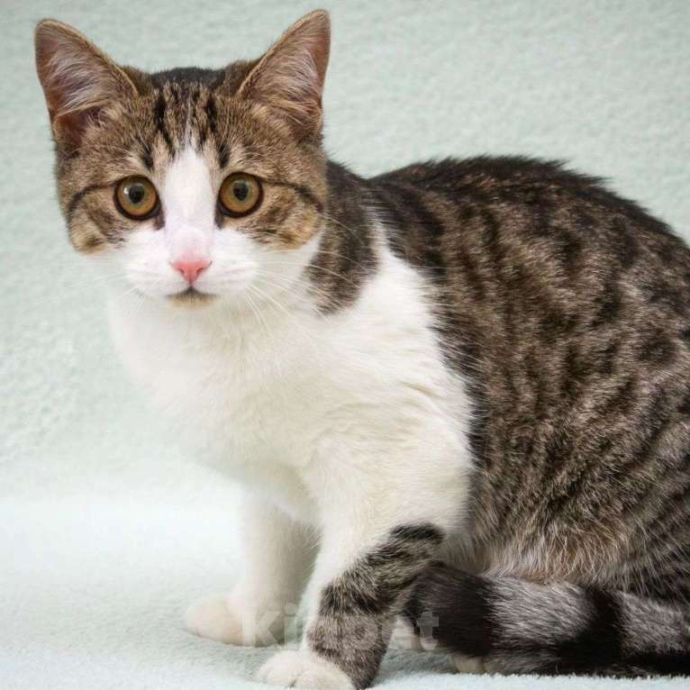 Кошки в Москве: Котенка Еву выкинули хозяева Девочка, Бесплатно - фото 2