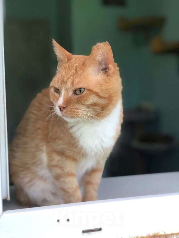 Кошки в Дмитрове: Выброшен, предан и никому не нужен. Мальчик, Бесплатно - фото 3