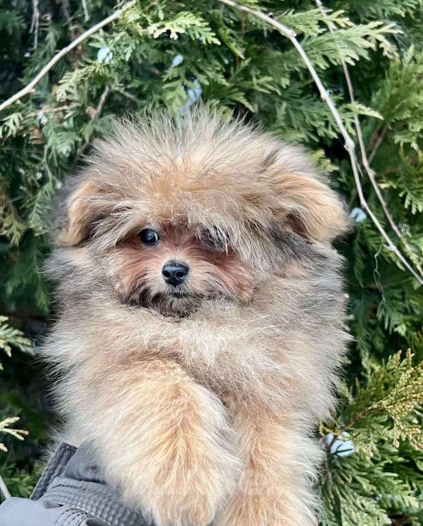 Собаки в Москве: Помапу девочка соболиная Девочка, 45 000 руб. - фото 1