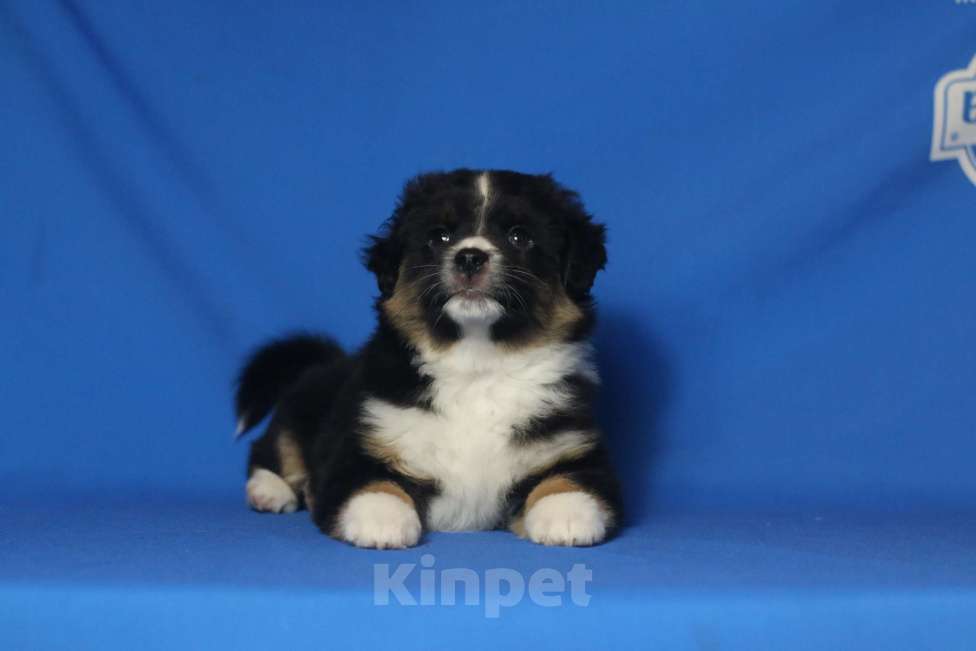 Собаки в Рязани: Щенки мас Разнополые, Бесплатно - фото 3