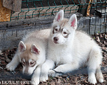 Собаки в Москве: Высокопородные щенки хаски. Документы РКФ Мальчик, 25 000 руб. - фото 1