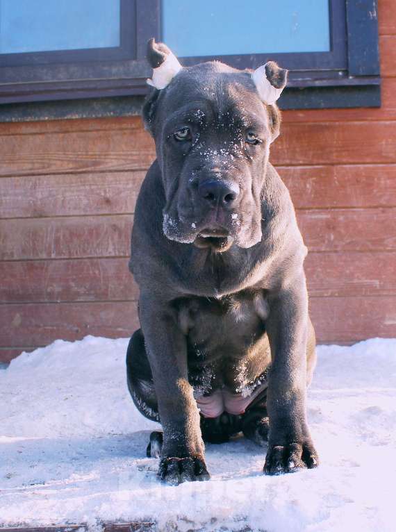 Собаки в Москве: Кане корсо девочки Девочка, 80 000 руб. - фото 9