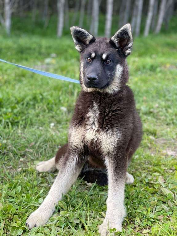Собаки в Москве: Щенок-подросток в добрые руки Девочка, Бесплатно - фото 4