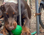 Собаки в других городах Московской области: Щенки добермана Мальчик, 100 000 руб. - фото 1