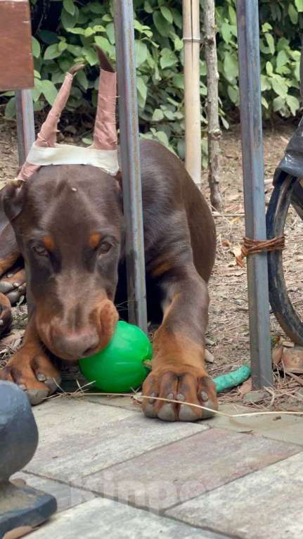 Собаки в других городах Московской области: Щенки добермана Мальчик, 100 000 руб. - фото 1