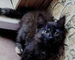 Кошки в Болхове: Котенок, 200 руб. - фото 1