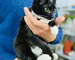 Кошки в Кувшиново: Ласковый котенок, Бесплатно - фото 1
