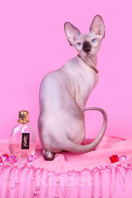 Кошки в Москве: Питомник Скорпион предлагает котят. Мальчик, Бесплатно - фото 4