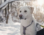 Собаки в Москве: Сахарок ищет дом Мальчик, Бесплатно - фото 1
