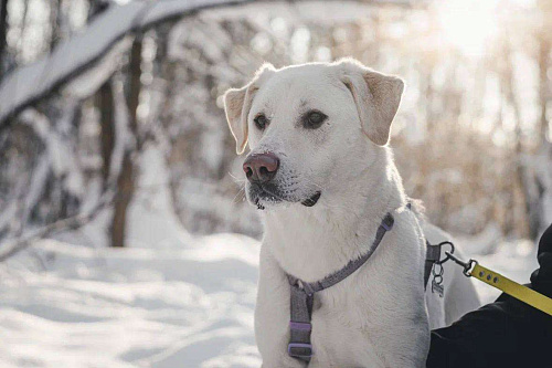 Сахарок ищет дом
