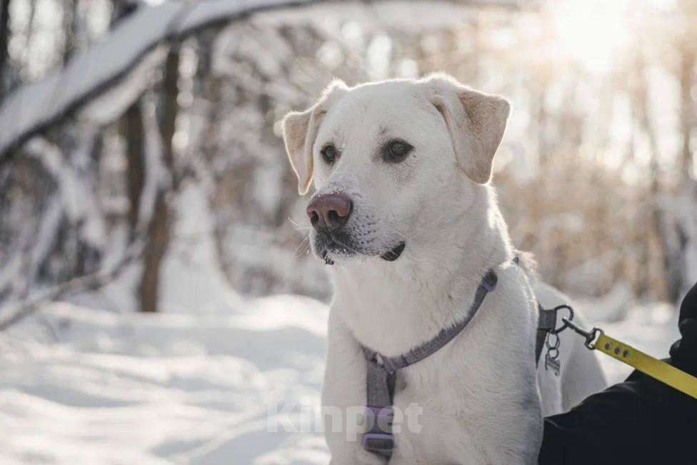 Собаки в Москве: Сахарок ищет дом Мальчик, Бесплатно - фото 1