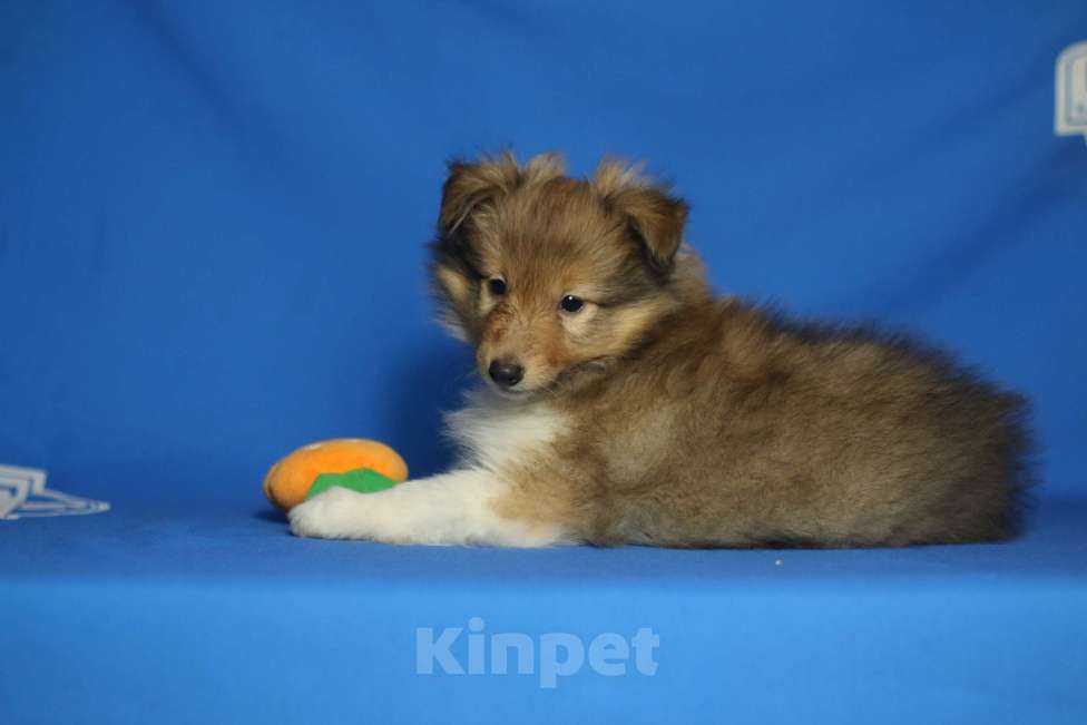 Собаки в Рязани: Щенки шелти. Мальчик, 60 000 руб. - фото 6