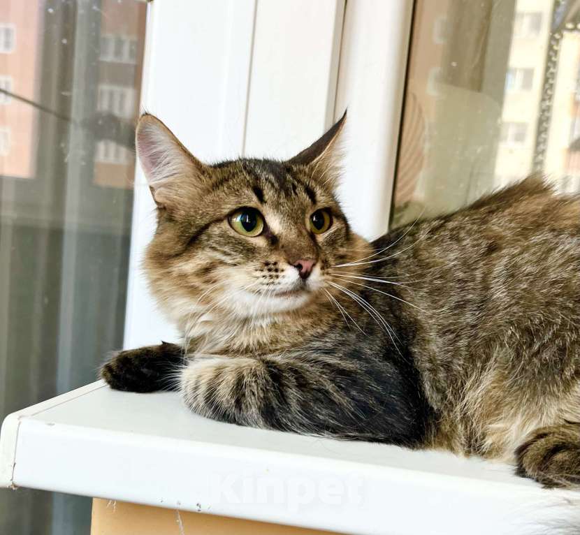 Кошки в Москве: Котик Крендель - пушистик в добрые руки Мальчик, Бесплатно - фото 7