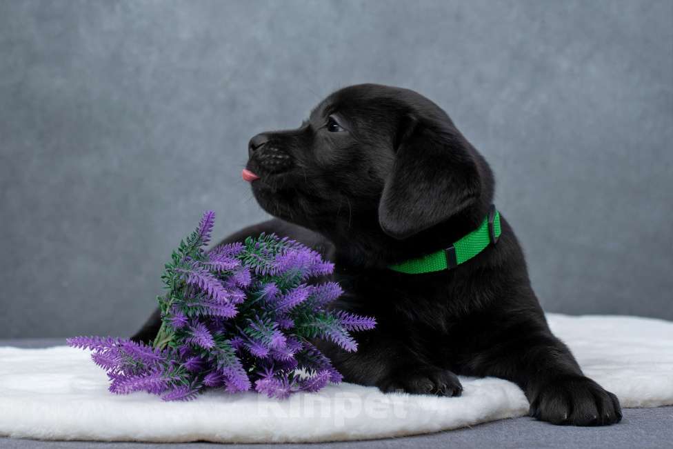 Собаки в Санкт-Петербурге: Щенок лабрадора Мальчик  Мальчик, 60 000 руб. - фото 4