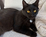 Кошки в Москве: Черная кошечка Багира ищет дом  Девочка, Бесплатно - фото 3