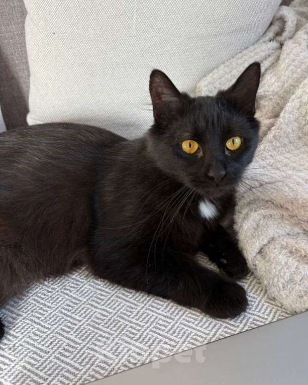 Кошки в Москве: Черная кошечка Багира ищет дом  Девочка, Бесплатно - фото 3