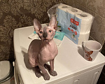 Кошки в Смоленске: отдам котенка Мальчик, Бесплатно - фото 1