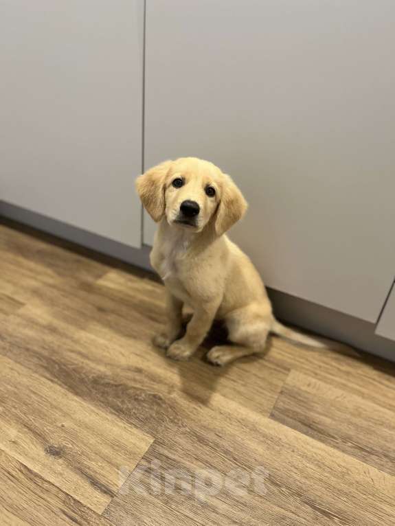 Собаки в Иркутске: Щенок (смесь лабарадора и сибирской лайки) Мальчик, 1 000 руб. - фото 2