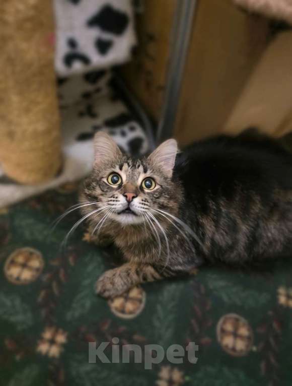 Кошки в Санкт-Петербурге: Яша ( лесной кот) Мальчик, Бесплатно - фото 2