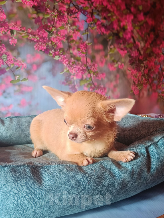 Собаки в Москве: Реально мини мальчик чихуа Мальчик, 30 000 руб. - фото 3