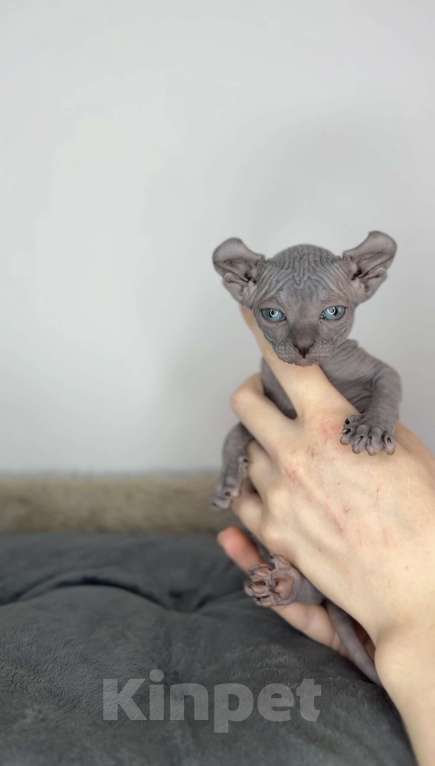 Кошки в Самаре: Котёнок эльф Девочка, 90 000 руб. - фото 1