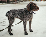 Собаки в Санкт-Петербурге: Красотка собака породы Дратхаар Девочка, Бесплатно - фото 3