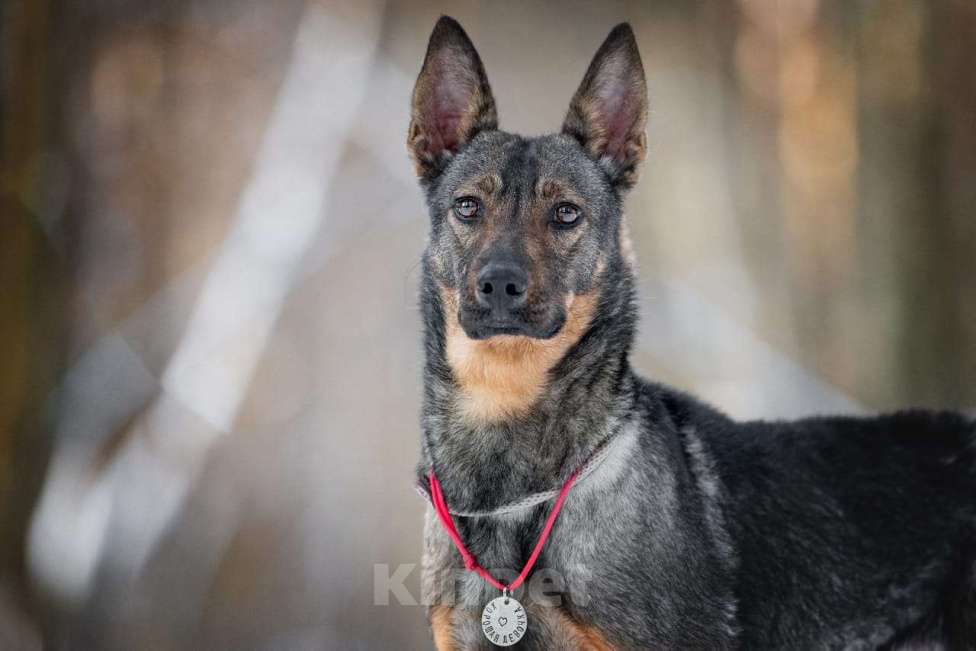 Собаки в Москве: Маленькая собака, которой кидали еду — но не давали дом Девочка, Бесплатно - фото 4