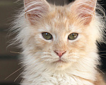 Кошки в Санкт-Петербурге: Мейн-Кун Полидакт Мальчик Мальчик, 50 000 руб. - фото 1