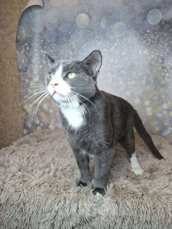 Кошки в Москве: Кот бело-голубого в добрые руки Мальчик, Бесплатно - фото 8