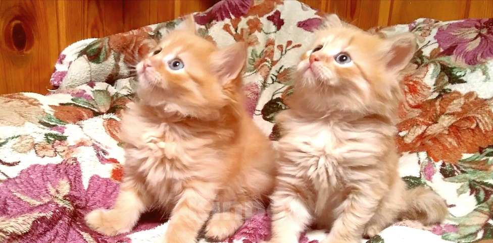 Кошки в Бронницах: Британские гибриды от крысыловоа 1/2 британец, 1/8 мейн кун Мальчик, 10 руб. - фото 5