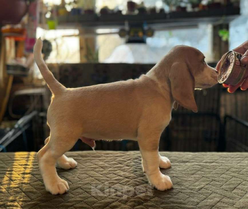 Собаки в других городах Московской области: Кобель бигль Мальчик, 70 000 руб. - фото 2