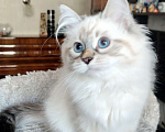Кошки в Санкт-Петербурге: Лола Невская Радость Девочка, 65 000 руб. - фото 6